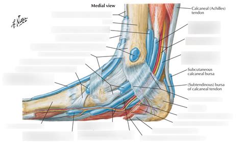 Medial Foot Anatomy Tendons | Hot Sex Picture