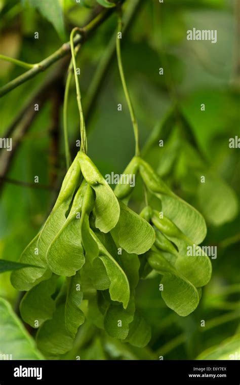 Box Elder tree seeds hanging in clusters from a tree in Montague, MI ...