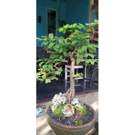 Jual Bahan Bonsai Asem Jawa Superr Shopee Indonesia