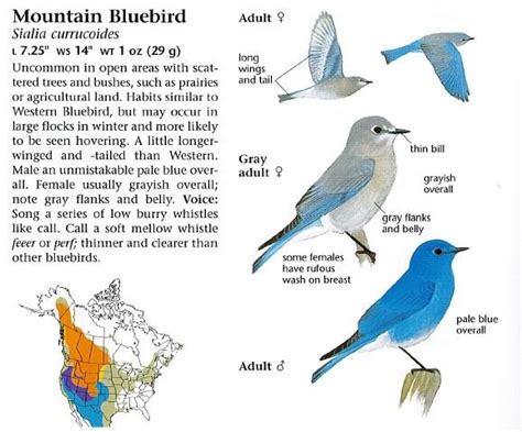 Mountain Bluebird — Mountain Bluebird Trails Conservation Society