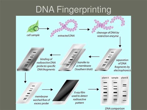 Ppt Genetic Engineering Powerpoint Presentation Free Download Id