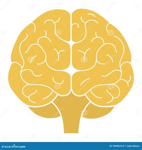 Human Brain Front View Vector Illustration Stock Vector Illustration