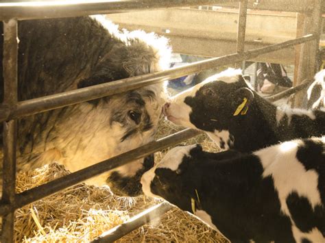 Bauernhof bei Mengen ist neue Heimat für Jungtüre Überlebende