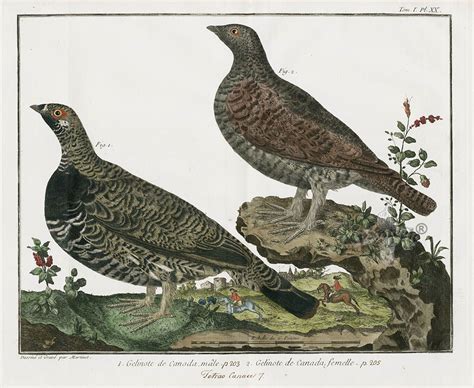 François Nicolas Martinet Bird Prints 1760 From Ornithological by