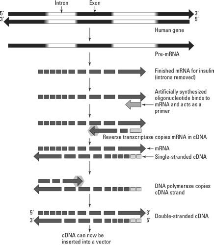 Recombinant Dna Technology Dummies