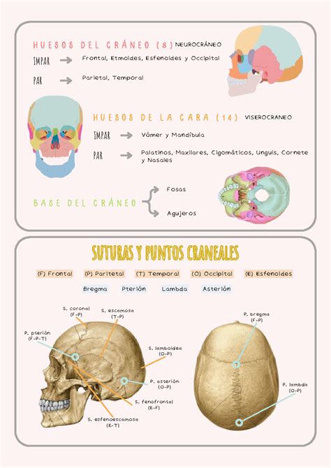 Osteología Anatomía de cabeza y cuello Frontal Etmoides