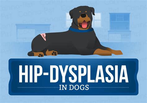 Hip Dysplasia in Dogs | Causes, Treatment & More