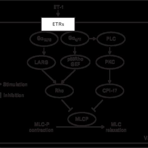 Signalling Pathways Activated By Endothelin 1 To Sensitize The Download Scientific Diagram