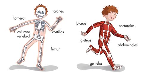 huesos y músculos del cuerpo humano Plant Science Science And Nature