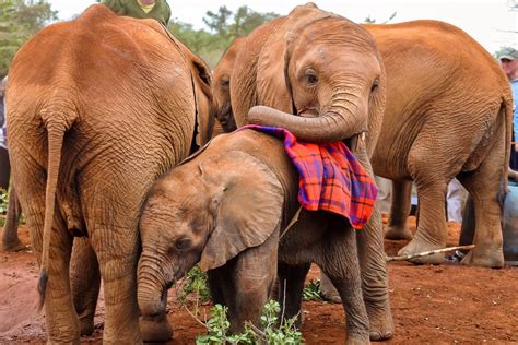 Daphne Sheldrick Elephant Orphanage - Tena Connections