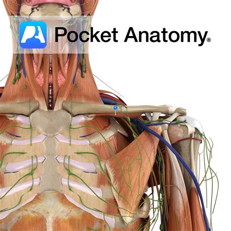 Subclavius Muscle Brachial Plexus