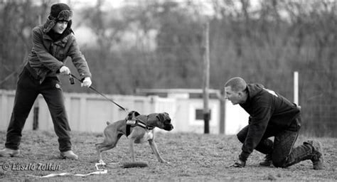 Training a Boxer Dog for Bite Work