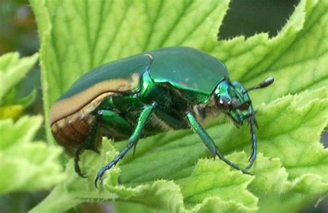 Figeater Beetle Alchetron The Free Social Encyclopedia