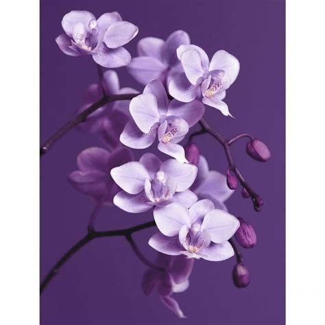 Tableau toile imprimée Orchidée Couleur Mauve Achat Vente tableau