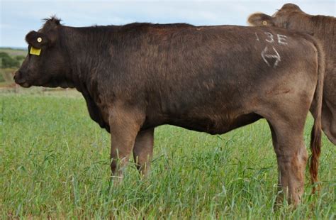 Braunvieh Bred Heifers For Sale Tx Diamond H Rach