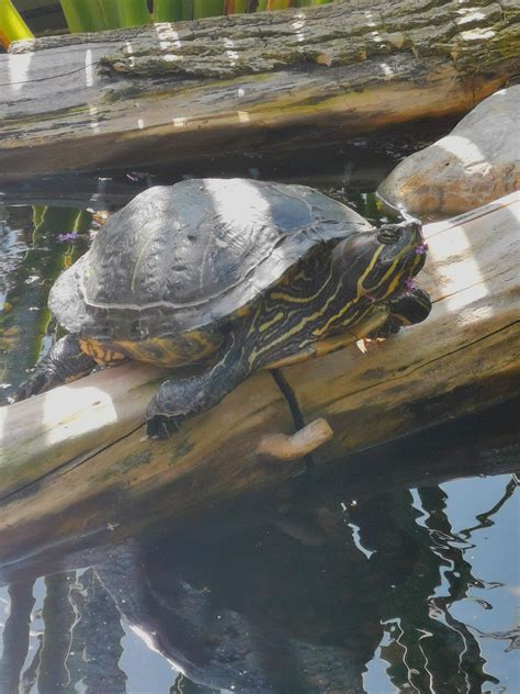 This is Jos, my 17 year old female red-cheeked tortoise in her own pond with a flower in her ...