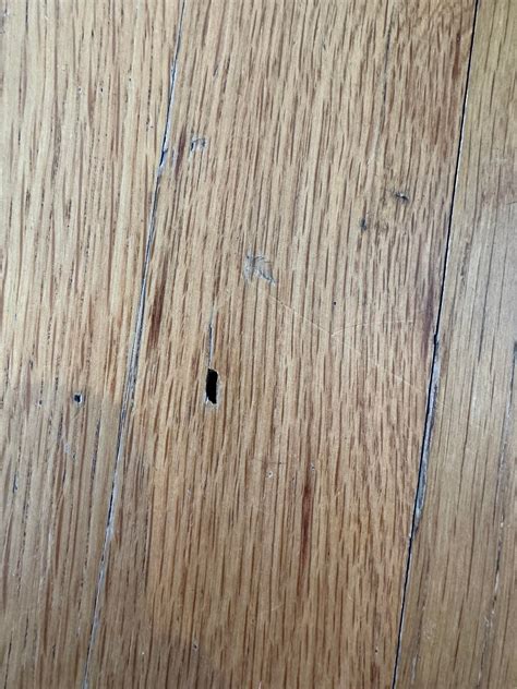 Does this look like termite damage? I do have a dog. May be from him