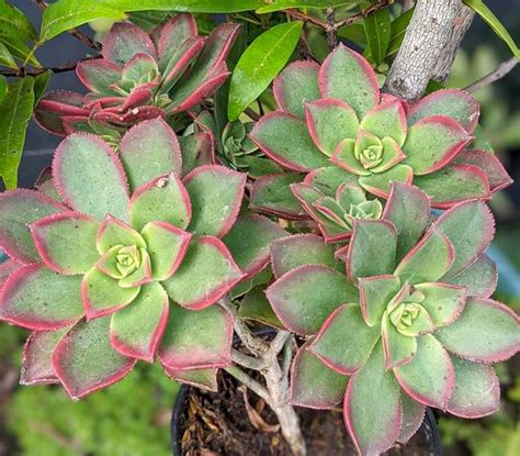 Aeonium Haworthii Tips Cuidados Y Reproducción