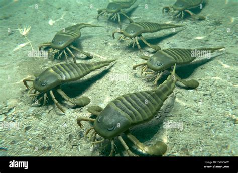 An Illustration Of Eurypterids Sea Scorpions Crawling On A Silurian