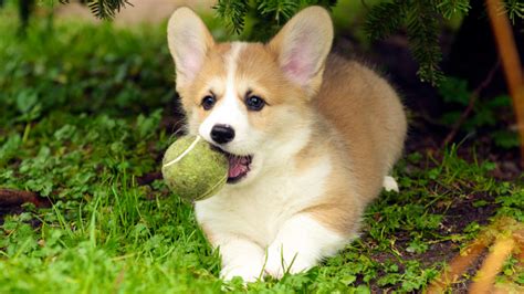 dog puppies corgi Wallpapers HD / Desktop and Mobile Backgrounds