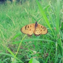 The Beautiful Butterfly kissing Picture Photo Free Download - pgclick | Free Photos for ...