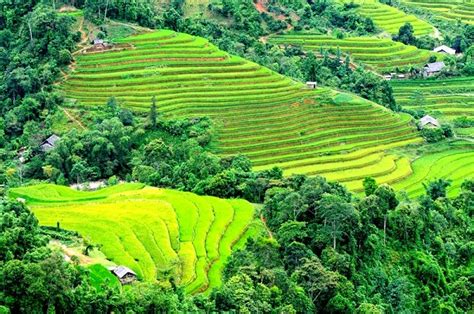 Beautiful Terraced Fields in Vietnam | Vietnam Information - Discover ...