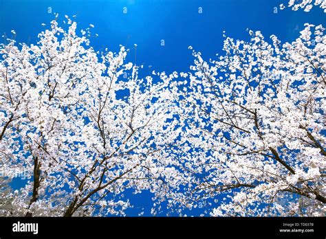 Nanjing Yuhuatai Scenic Area cherry blossom Stock Photo - Alamy