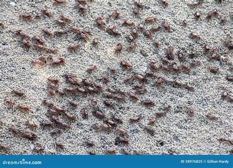 Crabs In Mangroves In Mud Amongst Roots Royalty-Free Stock Photo ...