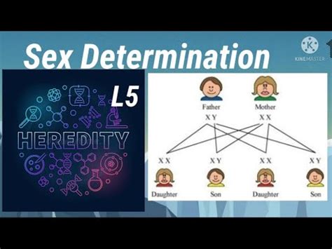 Heredity And Evolution Sex Determination Mechanism By Miss Sheenam