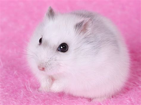 Cute Rat Wallpapers - Wallpaper Cave