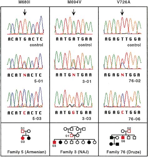 Dna Sequence Electropherograms Demonstrating The Download Scientific Diagram