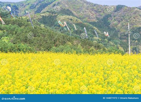 As Flores Amarelas Bonitas Que Florescem No Dia De Mola Nanohana