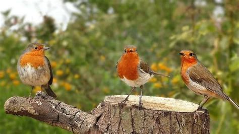 Comment Nourrir Les Oiseaux Au Printemps Que Planter Dans Le Jardin