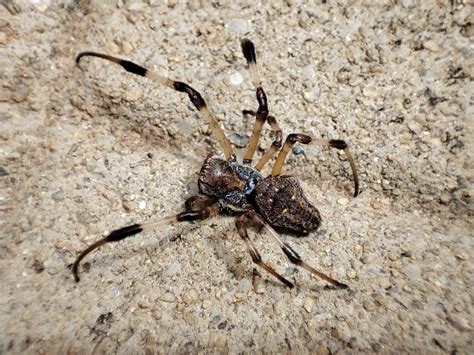 African Hermit Spider From Zona Rural Itambacuri MG 39830 000