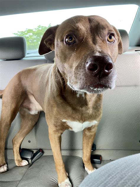 The energy levels of a pitbull boxer dog mix are often surprisingly high 12