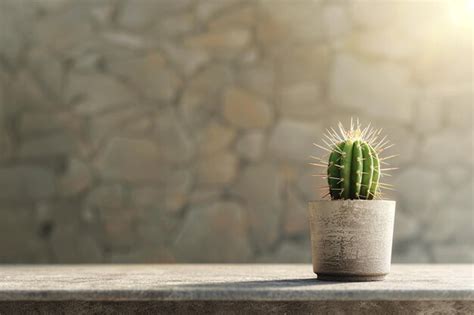 Premium Photo Small Green Cactus In Pot On Table With Brown Background