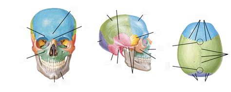 Skull Diagram | Quizlet