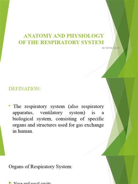 Anatomy and Physiology of The Respiratory System | PDF | Lung ...