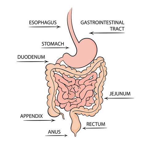 Digestive Health Can T Ignore That Gut Feeling