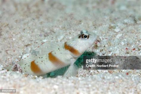 212 Sand Goby Stock Photos High Res Pictures And Images Getty Images