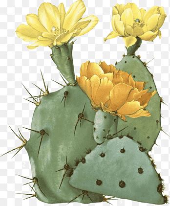 New York Botanical Garden The Cactaceae Botany Botanical Illustration