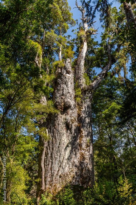 Te Matua Ngahere Which Means Father Of The Forest Is The Second