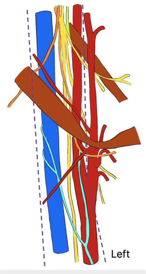 contents of carotid sheath Diagram | Quizlet