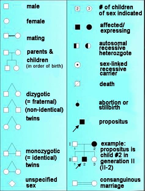 Genetic Pedigree Symbols