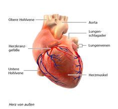 Anatomie Und Physiologie Das Herz