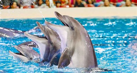 Visit Kish Dolphin Park And Get Up Close With Dolphins Eavartravel