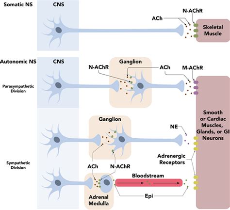 Neuron - The Definitive Guide | Biology Dictionary