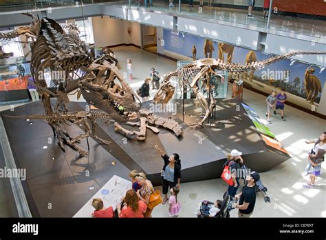 Thomas The T Rex Tyrannosaurus Rex Exhibit Dinosaur Hall Natural History Museum Los Angeles