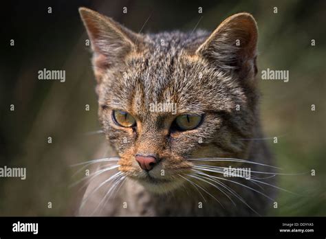 Scottish wildcat hi-res stock photography and images - Alamy