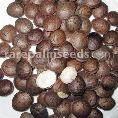 Plukenetia Volubilis Sacha Inchi Compra Semillas En Rarepalmseeds